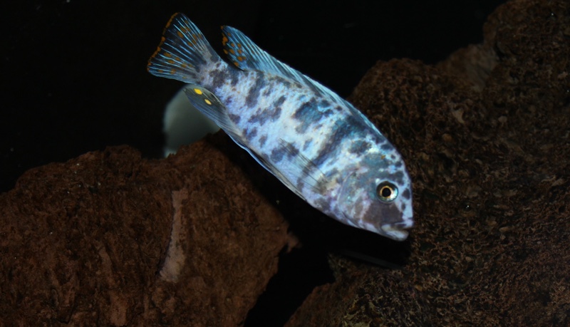 Maylandia zebra 'Same Bay'